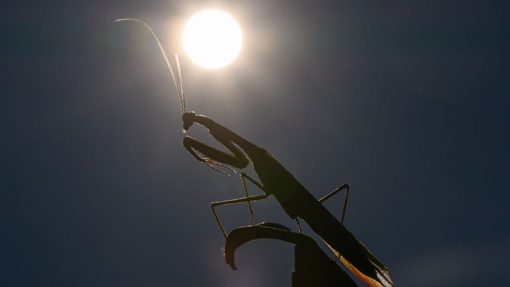 Das Jahr 2025 dürfte eines der drei heißesten werden. (Archivbild)