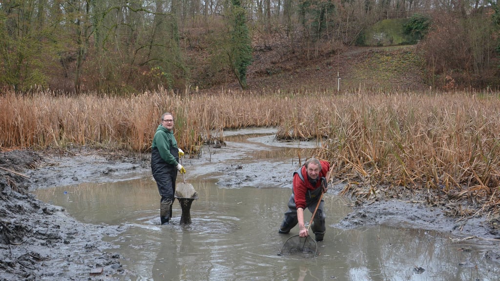 Angler aus Haldensleben haben den Stadtparkteich im Auftrag der Stadt abgefischt.