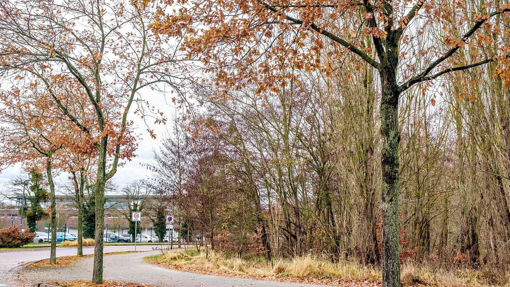 Am Wittenberger Berufsschulzentrum soll ein  Schulcampus entstehen, mit Sekundarschule und Außenstelle der Förderschulen.   