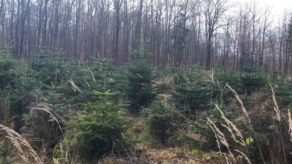 Vor einigen Jahren war die Weihnachtsbaumfläche an der Kohlenstraße noch gut bestückt.