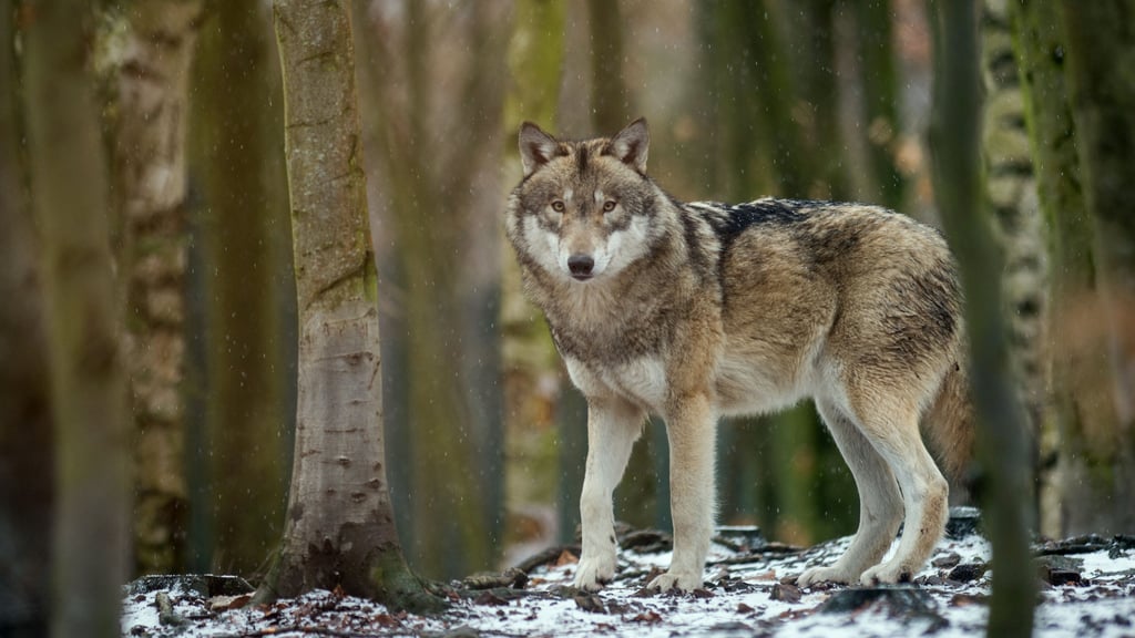 Wölfe galten seit 1798 im Harz als ausgerottet, nun sind sie in der Region wieder anzutreffen - auch abseits von Gehegen wie hier im Tierpark Hexentanzplatz in Thale.