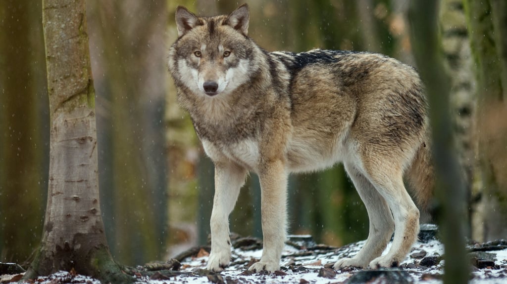 Wölfe galten seit 1798 im Harz als ausgerottet, nun sind sie in der Region wieder anzutreffen - auch abseits von Gehegen wie hier im Tierpark Hexentanzplatz in Thale.