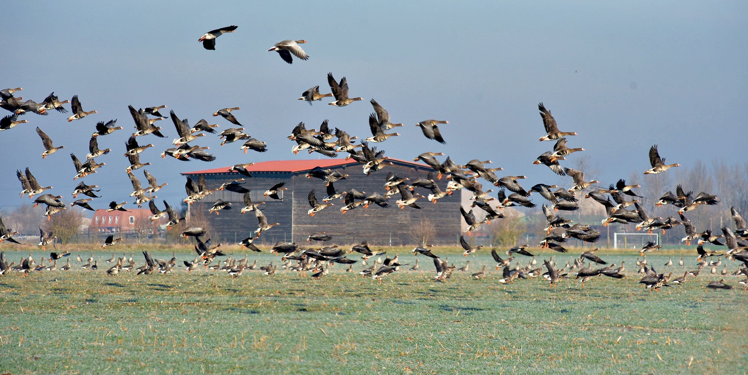 Überblick: Wetter im November im Salzlandkreis: Bunter Mix in grauer Zeit