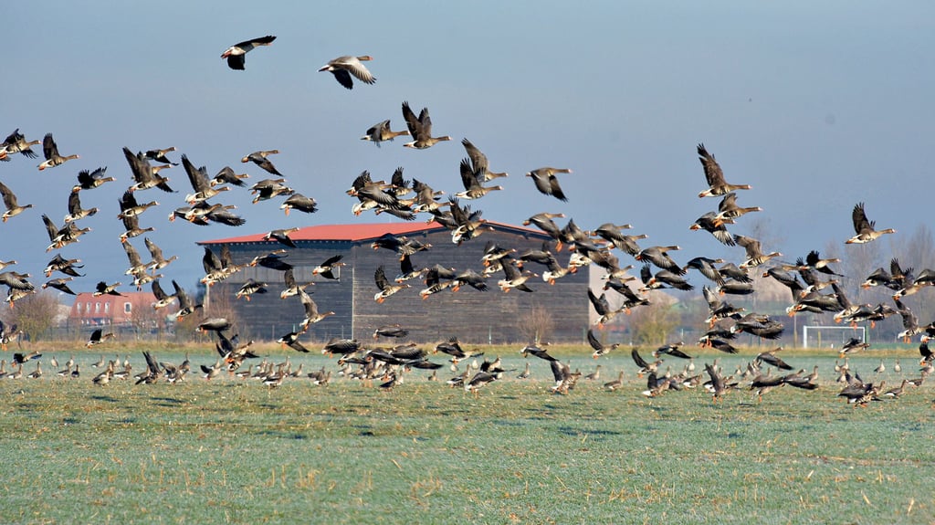 Blässgänse überwintern auf den abgeernteten Feldern bei Tornitz. 