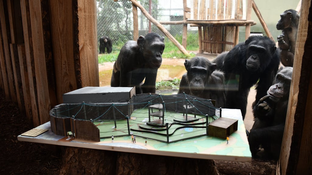 In den zurückliegenden Jahren wurde nicht viel investiert im Magdeburger Zoo. Die Schimpansen bekommen nun eine neue Außenanlage. Dazu laufen die Arbeiten.