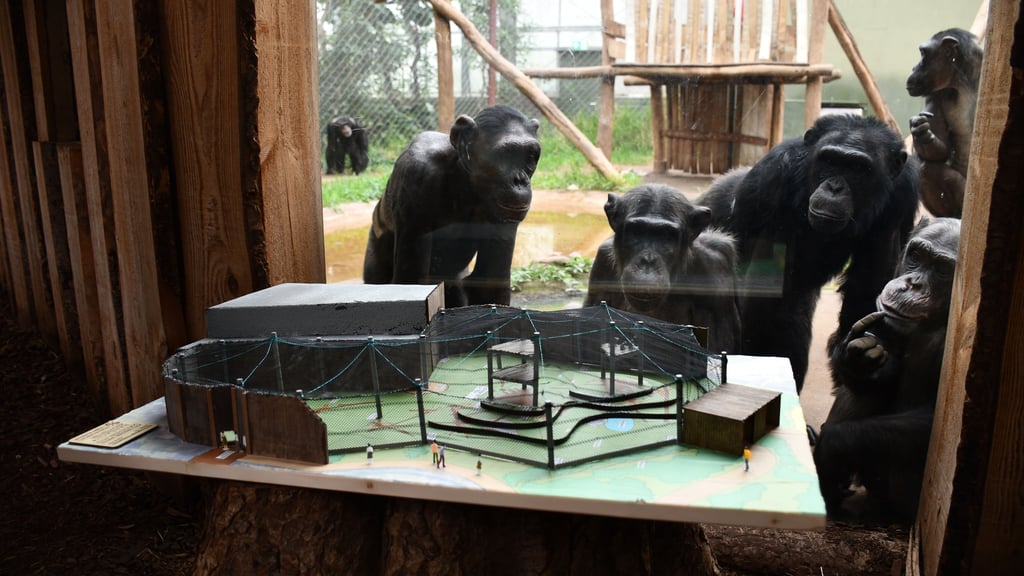 In den zurückliegenden Jahren wurde nicht viel investiert im Magdeburger Zoo. Die Schimpansen bekommen nun eine neue Außenanlage. Dazu laufen die Arbeiten.