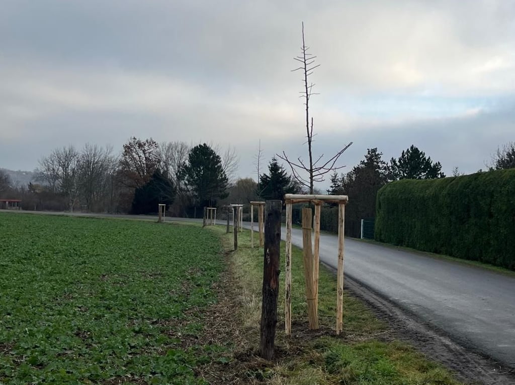 Auch am Weg zwischen Aseleben und Lüttchendorf wurde gepflanzt. 