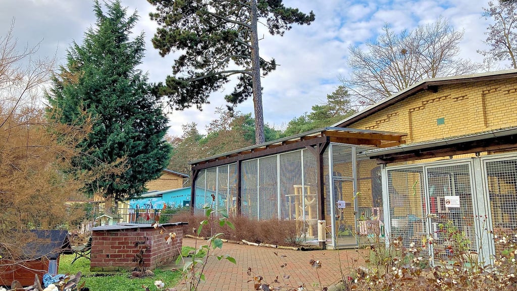 Tierheim Wittenberg: 40 Katzen und 25 Hunde könnten dort aufgenommen werden. 