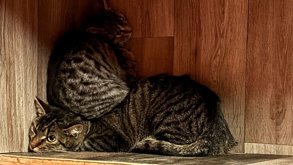 Drei Katzen wurden in sehr schlechtem Zustand ins Tierheim Quedlinburg gebracht.