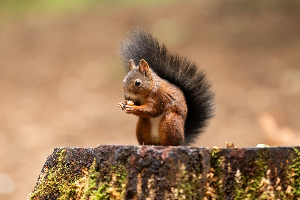 Wer Eichhörnchen im Winter helfen möchte, kann mit Nüssen, Samen und einer sicheren Futterstelle viel bewirken.