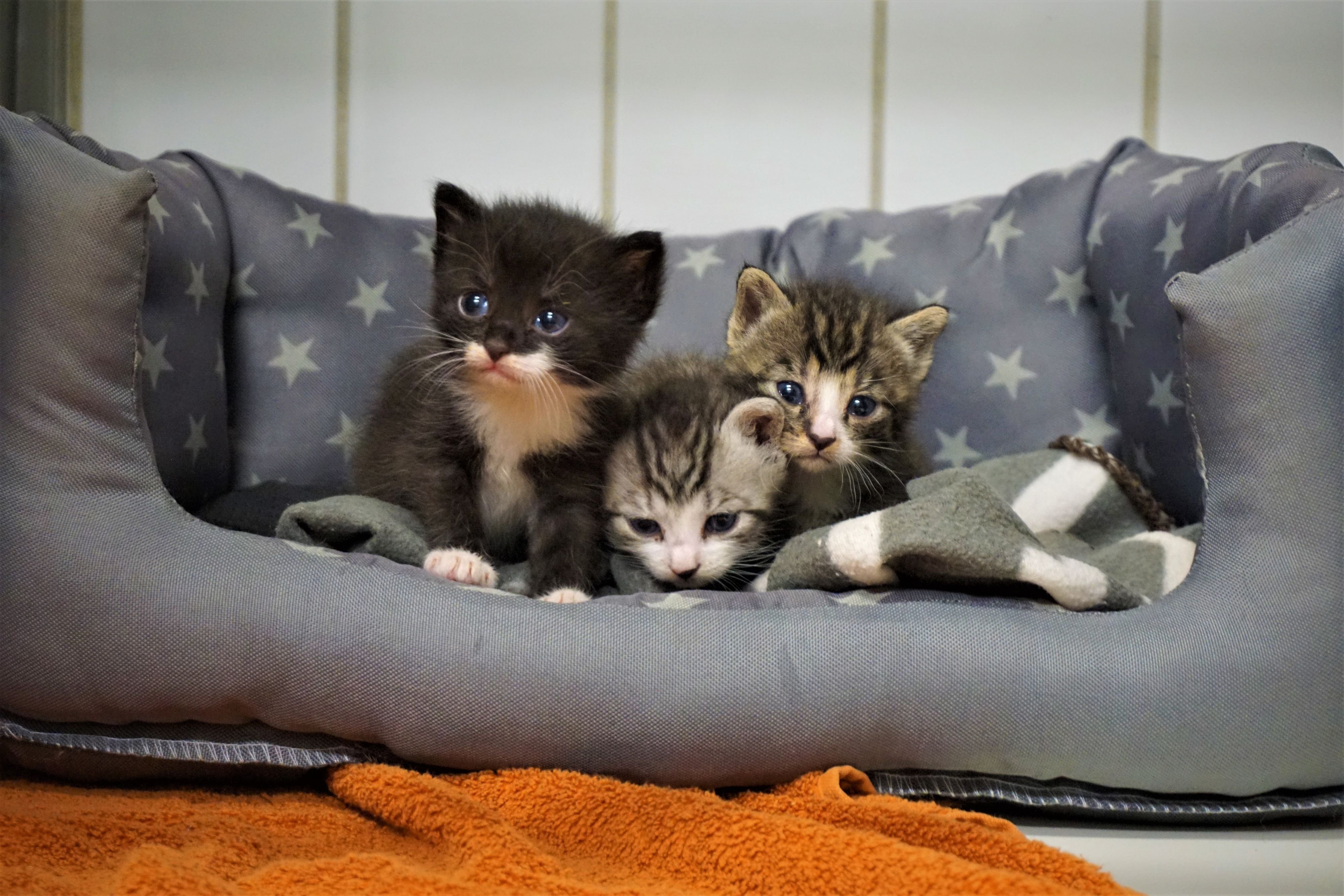 Tierschutz in Weißenfels: „Tiere sind keine Weihnachtsgeschenke“: Weißenfelser Tierschutzverein vermittelt im Dezember keine Katzen