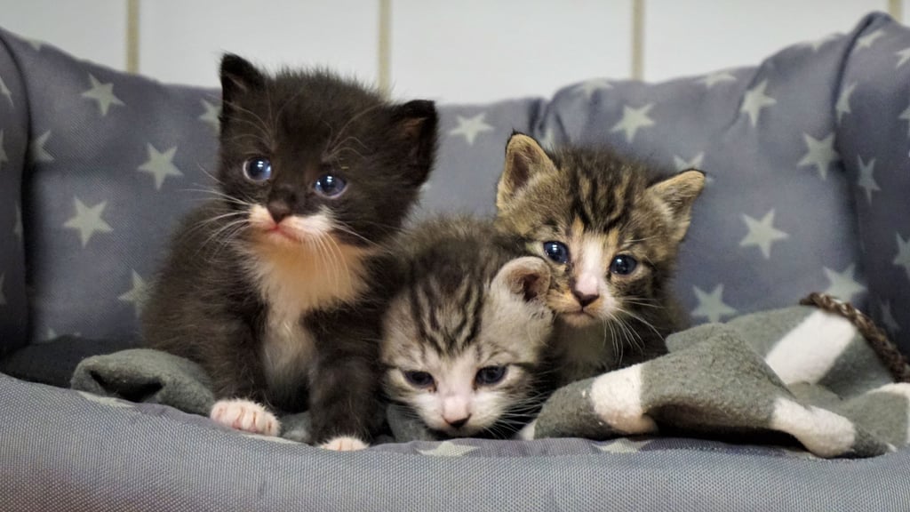 Katzenbabys sind zwar niedlich, aber dennoch nicht als Weihnachtsgeschenk geeignet.