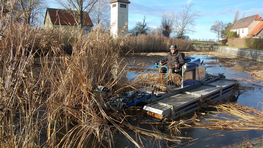 Roy Lankers mäht mit einem Spezialgerät das Schilf im Bothfelder Teich ab.