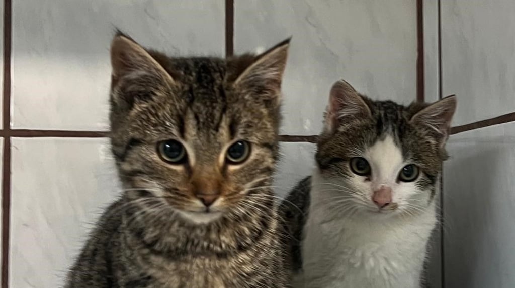 Zwei verängstigte Jungkatzen kurz nach der Rettung aus ihrem Gefängnis. In einem verschnürten Sack wurden sie vor dem Tierheim bei Haldensleben abgelegt. In etwa vier Wochen können die Tiere vermittelt werden.