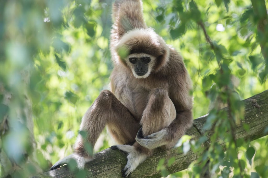 Ein Weißhandgibbon sitzt im Berliner Tierpark