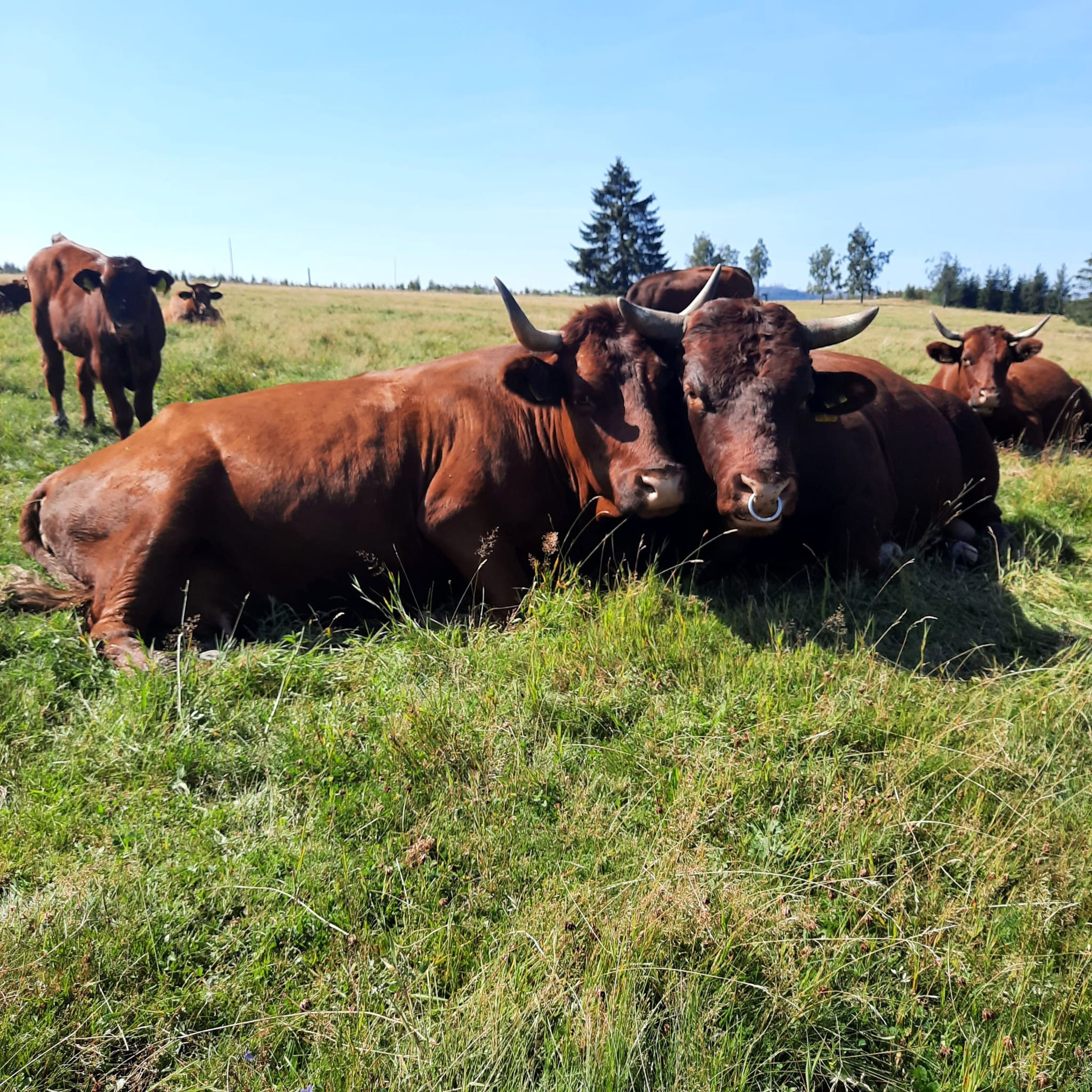 Brockenbauer Thielecke aus Tanne: Steak und Wurst aus dem Harz: Was das Fleisch vom Roten Höhenvieh so besonders macht