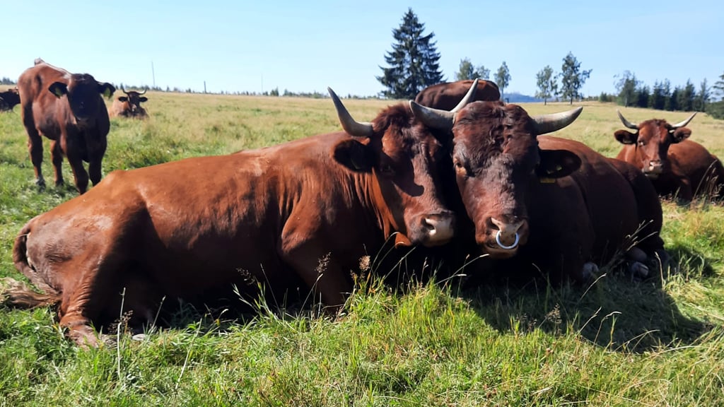 Harzer Rotes Höhenvieh auf der Weide. Der Familienbetrieb Brockenbauer Thielecke züchtet die Rasse seit 30 Jahren.