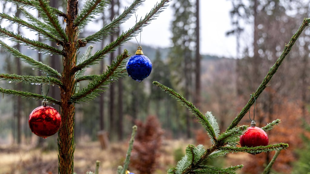 Trotz gebietsweisem Regen und Wolken erwartet Sachsen-Anhalt in den kommenden Tagen milde Temperaturen. Im Harz wird es hingegen windig.
