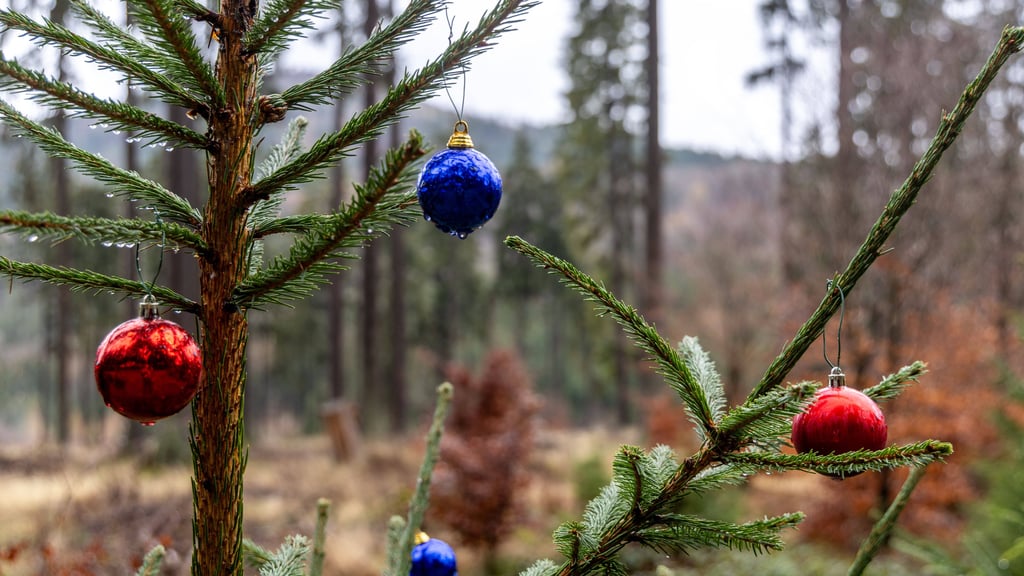 Trotz gebietsweisem Regen und Wolken erwartet Sachsen-Anhalt in den kommenden Tagen milde Temperaturen. Im Harz wird es hingegen windig.