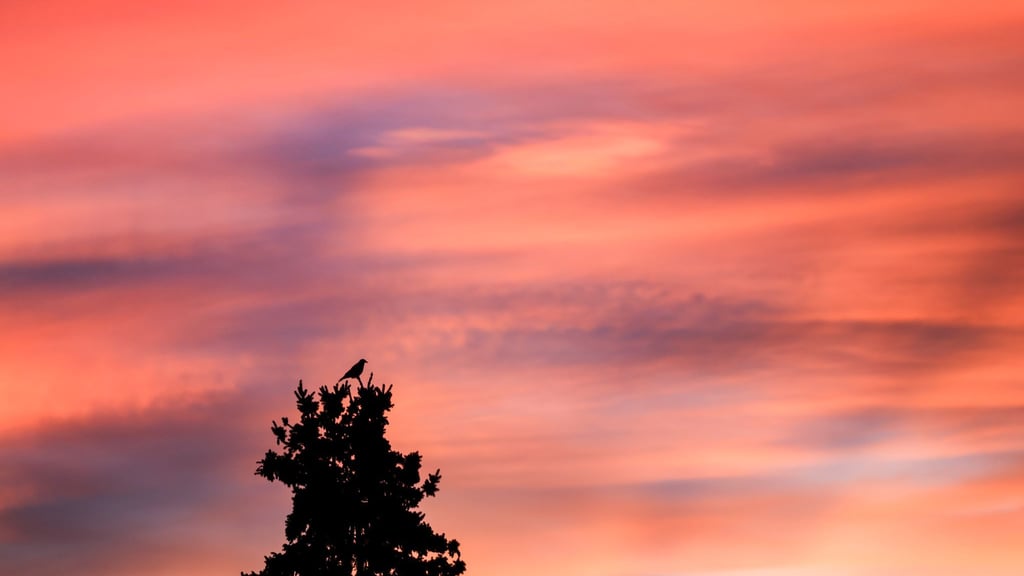 In Sachsen kommt es zu milden Temperaturen. (Symbolbild)
