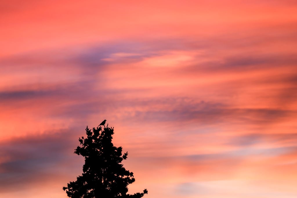 In Sachsen kommt es zu milden Temperaturen. (Symbolbild)