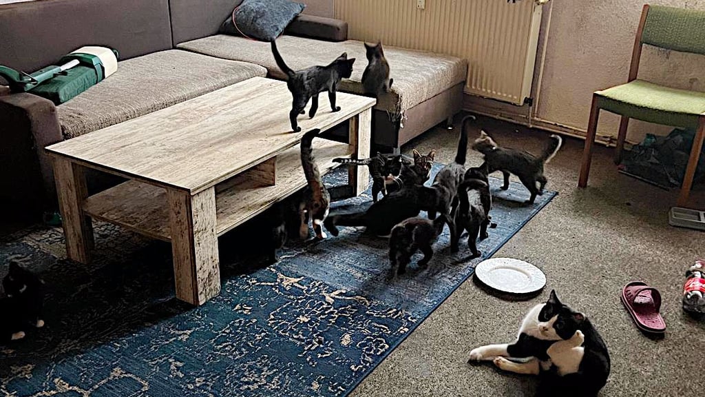 In einem verlassenen Wohnzimmer drängen sich 15 abgemagerte und verängstigte Katzen – so fanden Tierschützer die zurückgelassenen Tiere vor, bevor sie in das Tierheim Satuelle gebracht wurden.