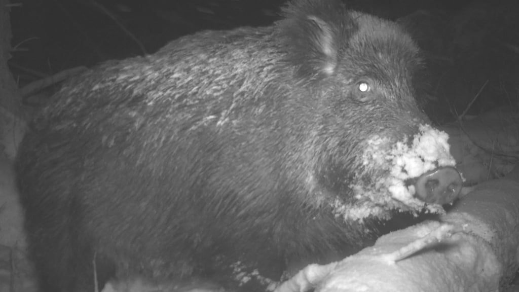 Aufnahmen aus Fotofallen von Nationalparks wie diese sollen Daten liefern, die mit künstlicher Intelligenz ausgewertet und so Aufschluss etwa über den Tierbestand geben können.