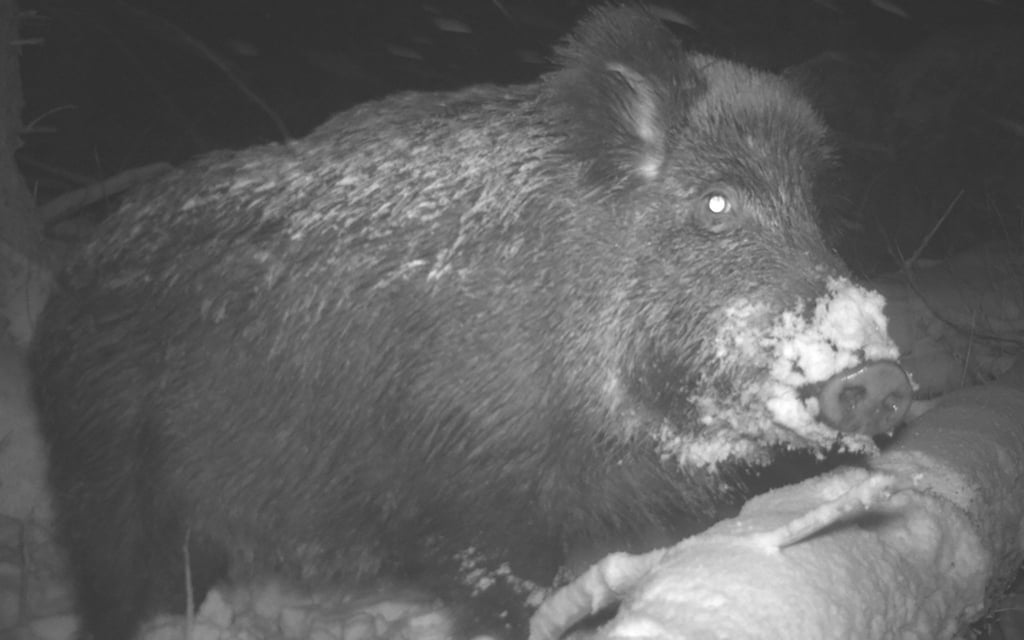 Aufnahmen aus Fotofallen von Nationalparks wie diese sollen Daten liefern, die mit künstlicher Intelligenz ausgewertet und so Aufschluss etwa über den Tierbestand geben können.