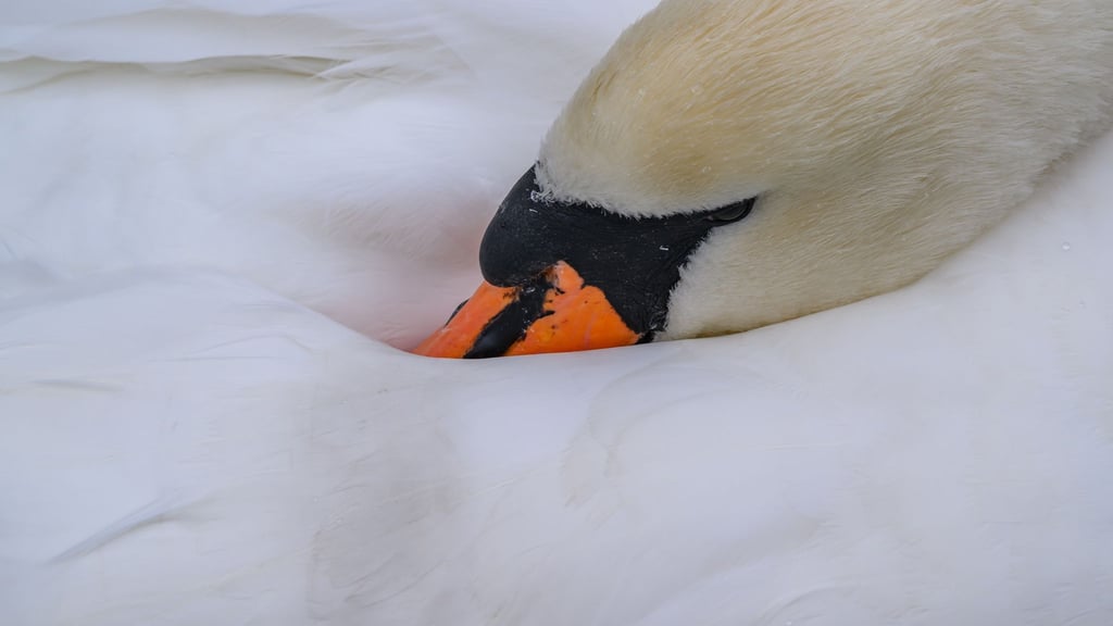 Hinweise auf einen Tierangriff gibt es laut Polizei nicht. (Symbolbild)