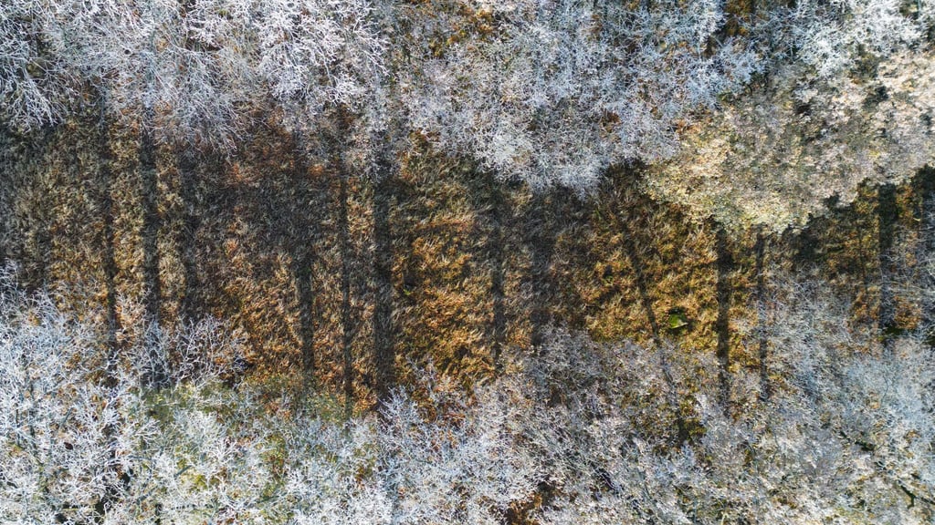 Laut dem Bericht zur Lage der Forstwirtschaft ist die Waldfläche in Brandenburg in den vergangenen zehn Jahren durch umfangreiche Aufforstungsmaßnahmen stabil geblieben. (Archivbild)