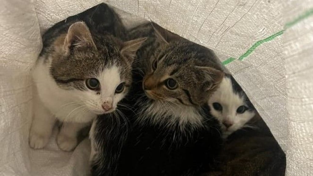 Diese vier Kätzchen wurden in einem luftundurchlässigen Sack vor dem Tierheim in Satuelle abgestellt.