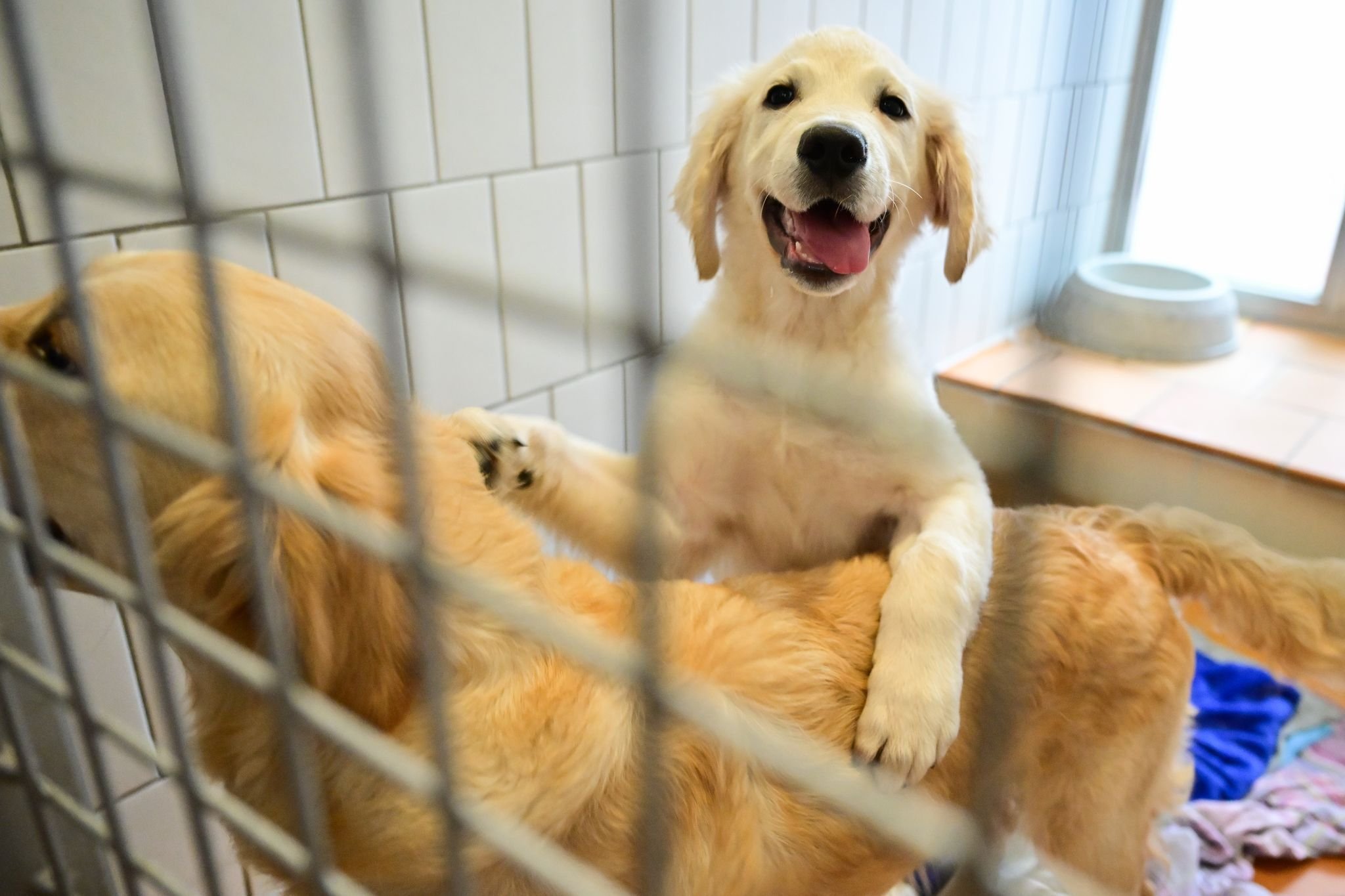 Haustiere: Warnung: Tiere sind keine Geschenke für Weihnachten