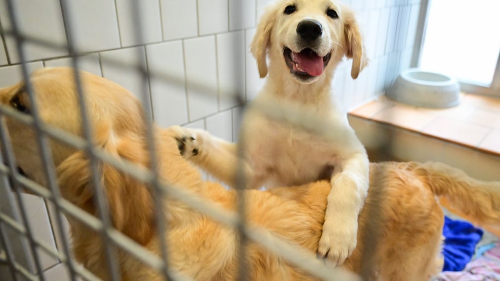 Rund um Weihnachten wird die Tiervermittlung im Tierheim Berlin in der Regel eingestellt.