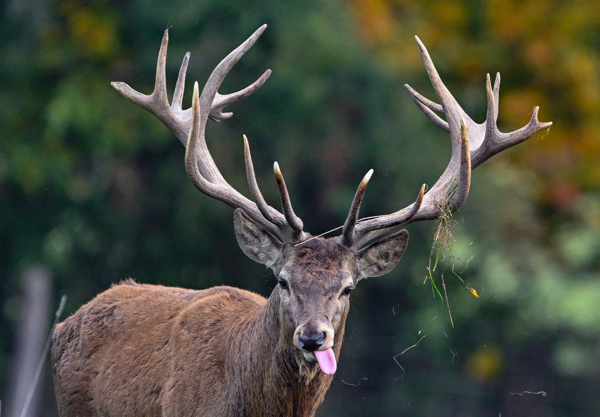 Tier des Jahres: Röhrt er oder röchelt er? Wie es dem Thüringer Rotwild geht