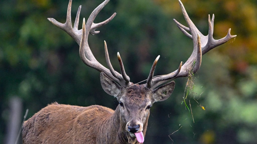 Der Rothirsch ist das Wildtier des Jahres 2026. (Symbolbild)