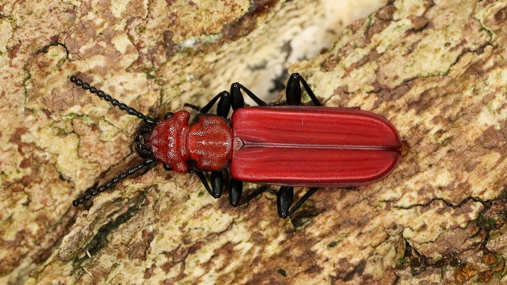 Der Scharlachrote Plattkäfer wurde im Nationalpark Sächsische Schweiz nachgewiesen.