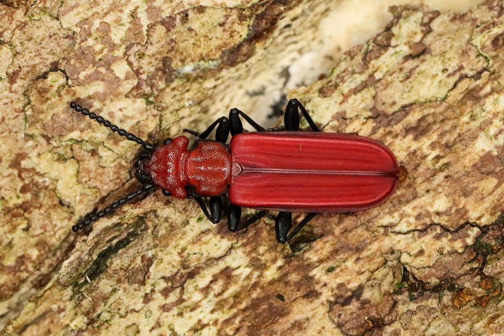 Der Scharlachrote Plattkäfer wurde im Nationalpark Sächsische Schweiz nachgewiesen.