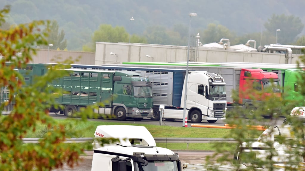 Künftig werden wohl noch mehr Schweine zum Weißenfelser Tönnies-Schlachthof transportiert.