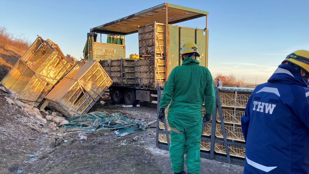 Bei einem Lkw-Unfall auf der A36 sind Tausende Hühner verendet.
