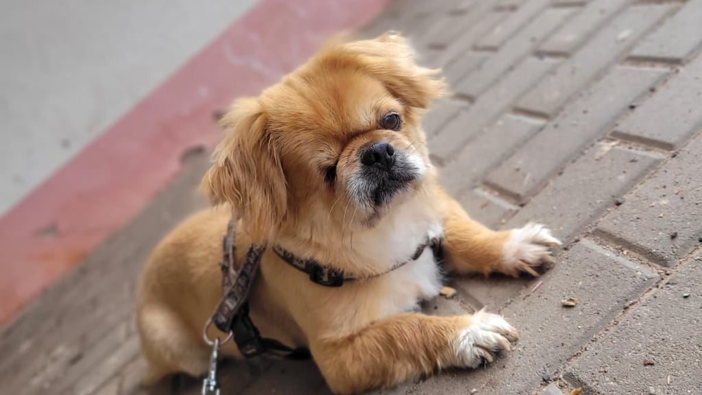 Die in Dittichenrode ausgesetzte Hündin. Der Vierbeiner lebt jetzt beim Sohn der Besitzerin.  