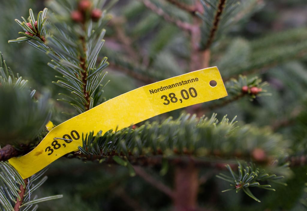 Rund 40 Bäume wurden dieses Mal gestohlen. (Symbolbild)