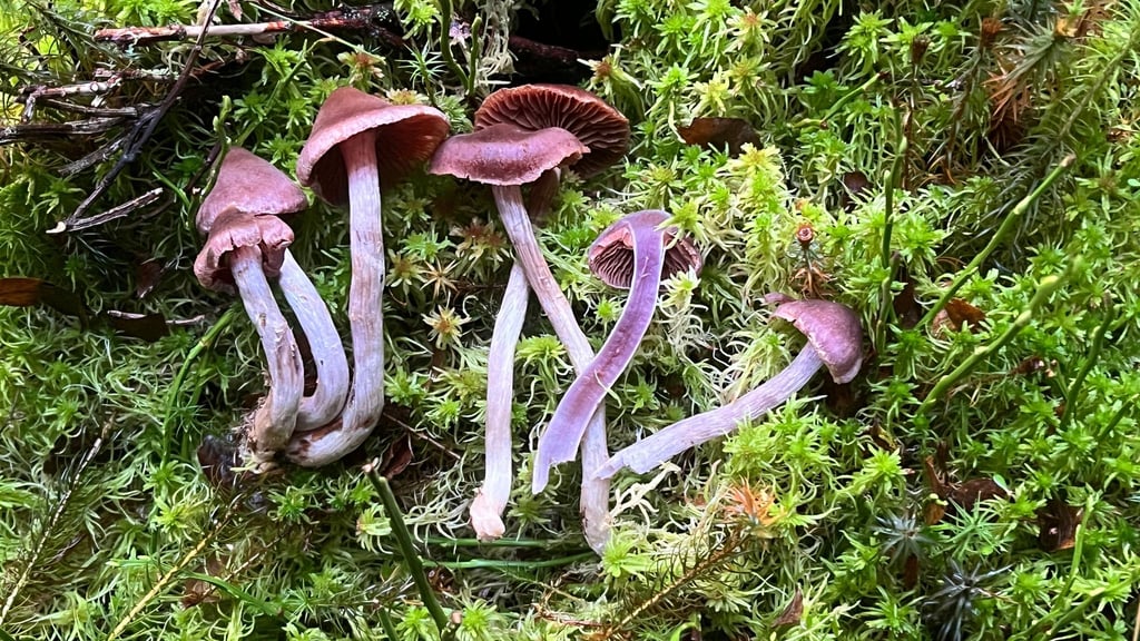 Bei einer Pilzkartierung wurden zehn für Thüringen neue Arten sowie weitere sehr seltene Arten im Freistaat entdeckt. (Handout)