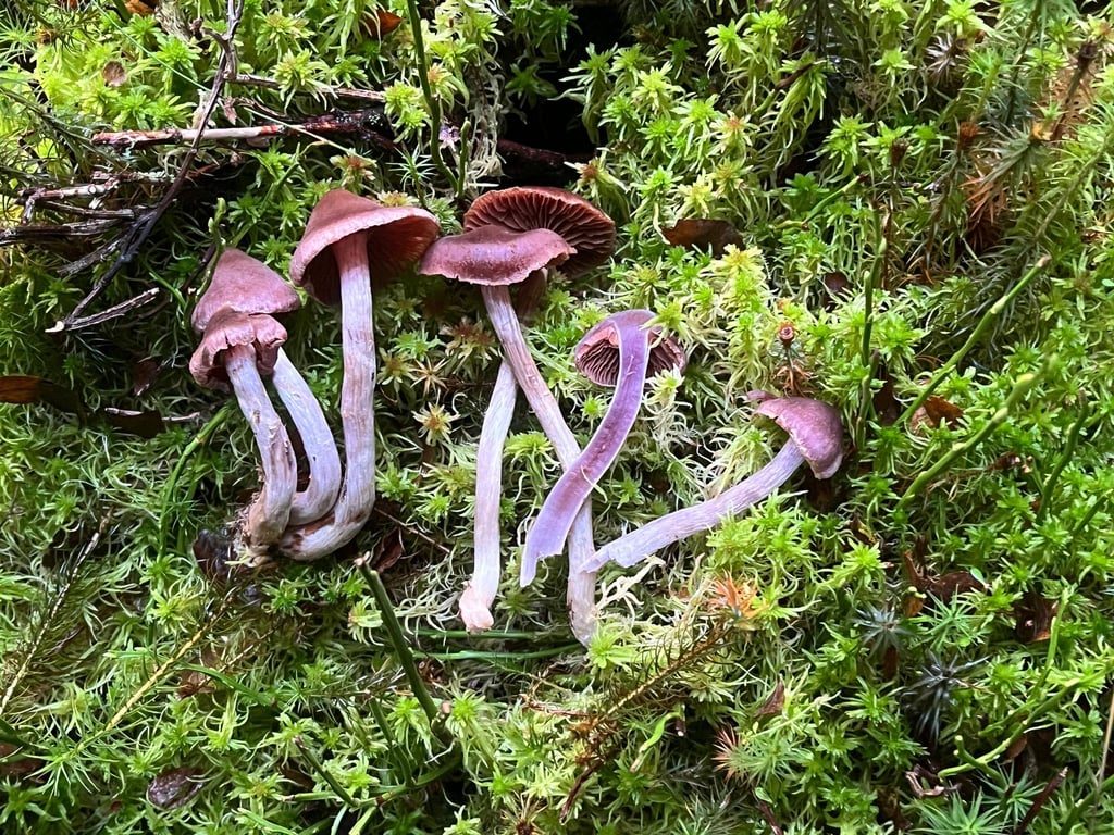 Bei einer Pilzkartierung wurden zehn für Thüringen neue Arten sowie weitere sehr seltene Arten im Freistaat entdeckt. (Handout)