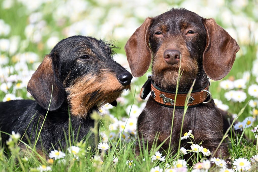 Wie süß! Auf der Wiese zurückgelassener Hundekot jedoch dämpft auch in Magdeburg die Sympathie für Hunde deutlich. Das gilt, obwohl nur einige Hunderhalter sich nicht um die Hinterlassenschaften ihres Tieres kümmern.