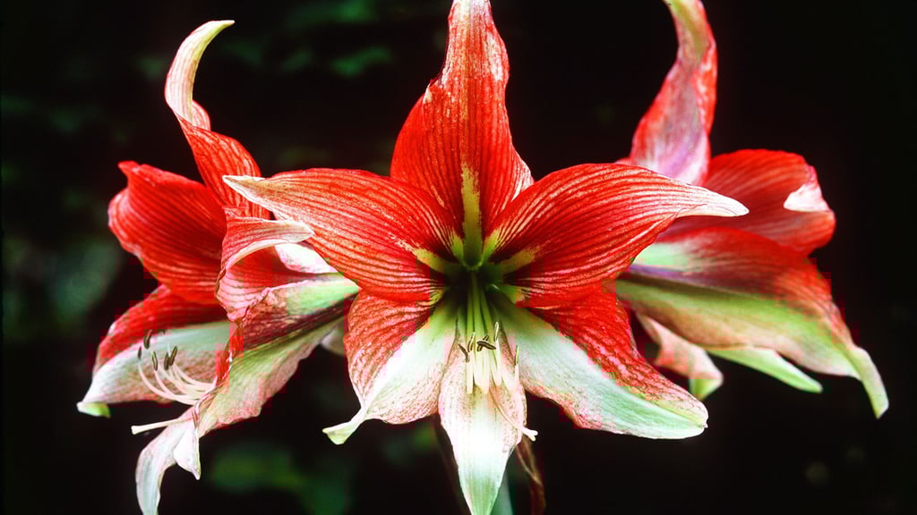 Farbtupfer im Winter: Mehrjährige Zimmerpflanzen wie die Amaryllis sind in der Weihnachtszeit eine hübsche Alternative zum Weihnachtsstern.