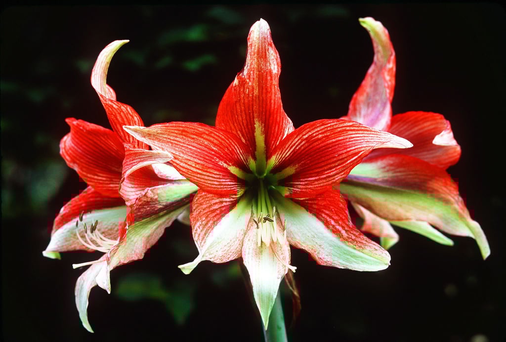 Farbtupfer im Winter: Mehrjährige Zimmerpflanzen wie die Amaryllis sind in der Weihnachtszeit eine hübsche Alternative zum Weihnachtsstern.