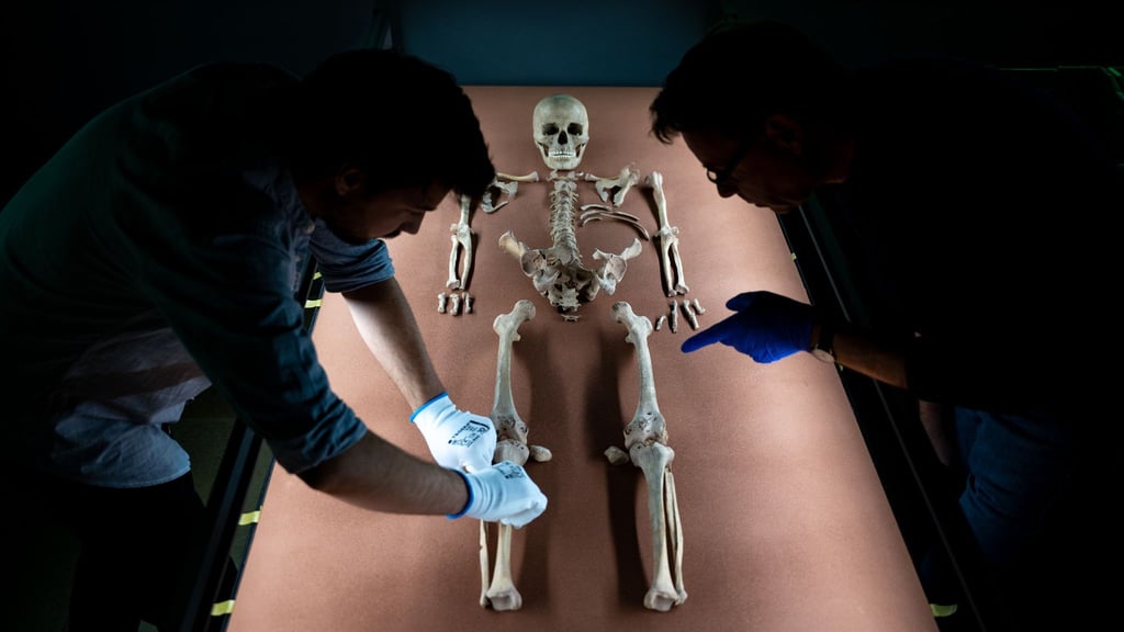 Mitarbeiter des Landesmuseums drapieren die sterblichen Überreste der vor rund 9.000 Jahren gestorbenen Schamanin von Bad Dürrenberg in der Dauerausstellung des Landesmuseums für Vorgeschichte in Halle/Saale. (Archivbild)