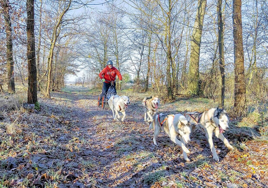 Knut Kießling organisiert das Schlittenhunderennen in Dessau mit.