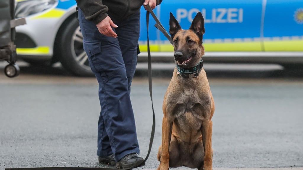 Der Rechnungshof hat für seinen aktuellen Bericht auch die Diensthunde der Polizei unter die Lupe genommen.