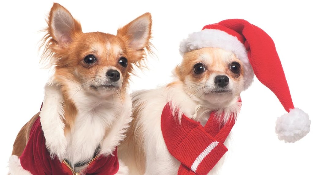 Magdeburgs Hunde dürfen wieder mit der Rute wedeln: Der Zoo feiert seine erste „Hundeweihnacht“ – ein Fest voller Duftspuren, Profi-Schnüffler und Fellnasen-Geschenken.